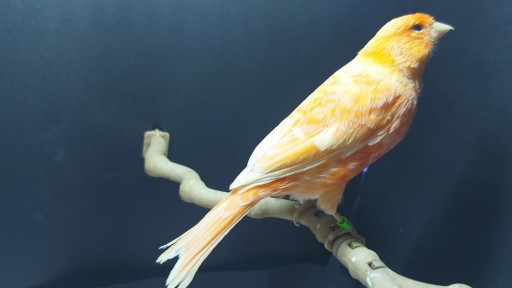 CANARIA NARANJA HEMBRA ANILLA 2020 -Nº DE ANILLA 005 [0]