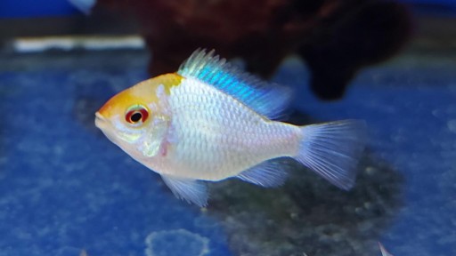 RAMIREZI AZUL CABEZA ORO 2,5 4CM [0]
