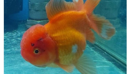 ORANDA NARANJA 11-13CM [0]