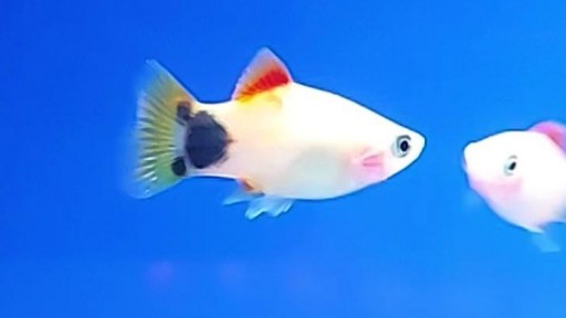 PLATY MICKEY MOUSE BLANCO-ROJO 3-3.5cm  [2]