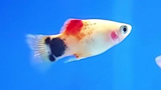 PLATY MICKEY MOUSE BLANCO-ROJO 3-3.5cm  [0]