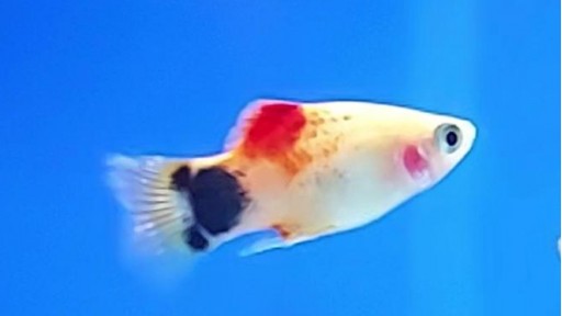 PLATY MICKEY MOUSE BLANCO-ROJO 3-3.5cm  [1]