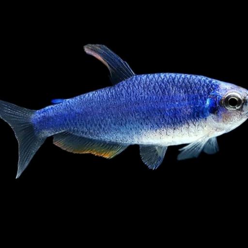 Inpaichthys kerri super blue 2,5cm		