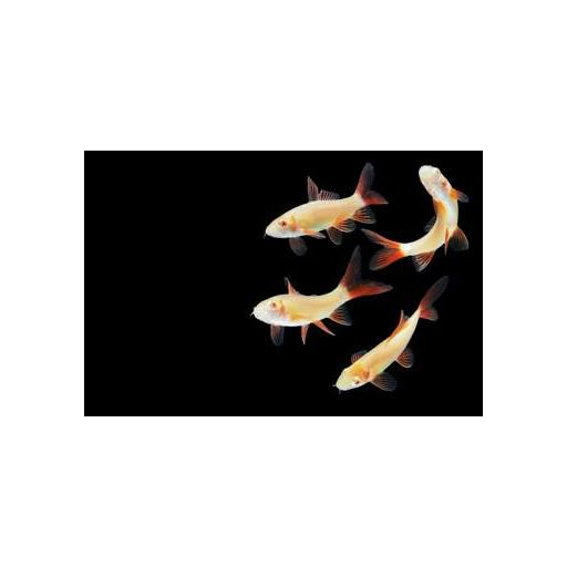 Labeo Frenatus Albino 3.5-4 cm [0]