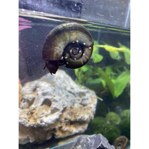 CARACOL PLANORBIS CORNEUS [3]