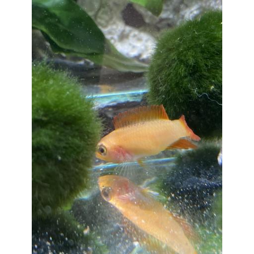 APISTOGRAMMA AGASSIZII ROJO FUEGO 3,5-4CM - APISTOGRAMMA AGASSIZII SUPER FIRE RED