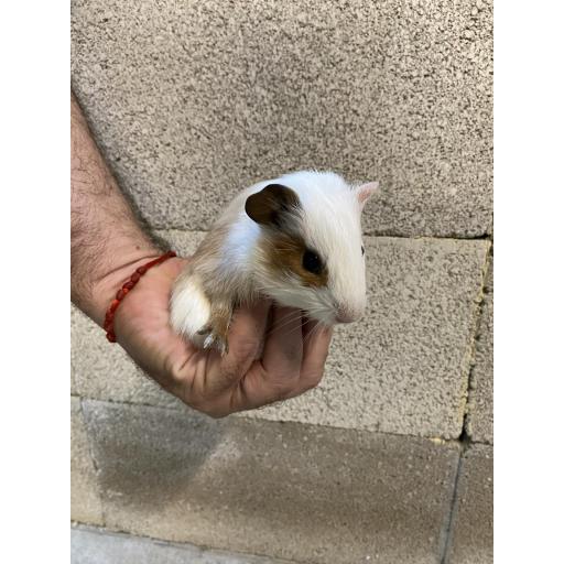 COBAYA OJO MARRÓN MACHO [1]