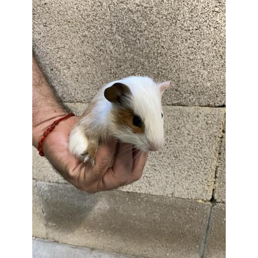 COBAYA OJO MARRÓN MACHO [2]
