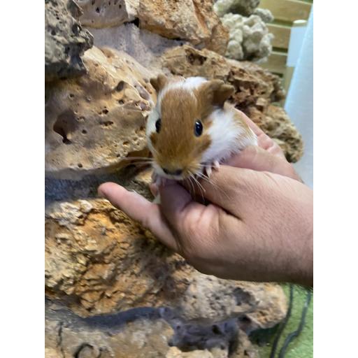 COBAYA BLANCA CABEZA MARRÓN HEMBRA [3]