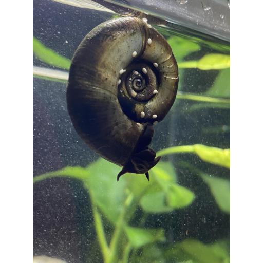 CARACOL PLANORBIS CORNEUS [0]