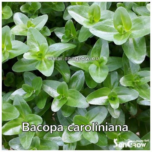 B Bacopa caroliniana  [1]