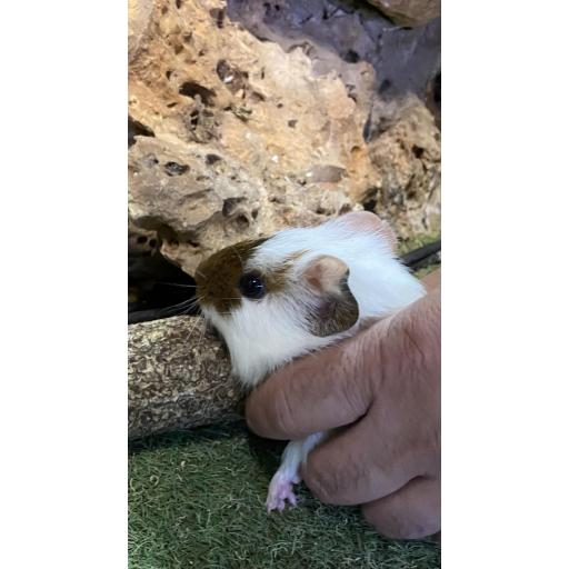 COBAYA MORRO MARRÓN MACHO [2]