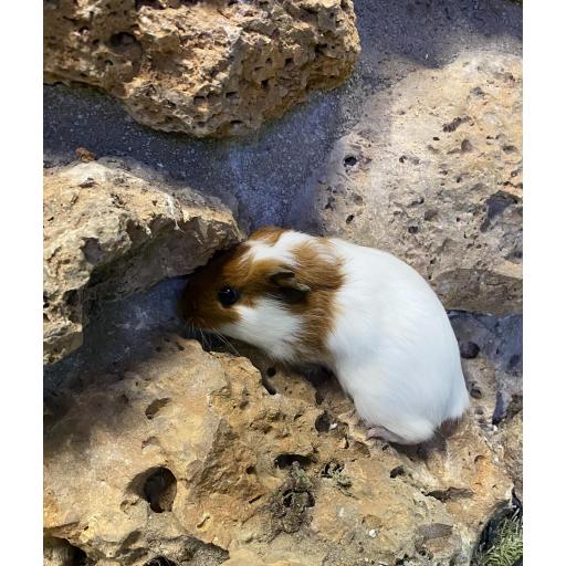 COBAYA BLANCA CABEZA MARRÓN HEMBRA [1]