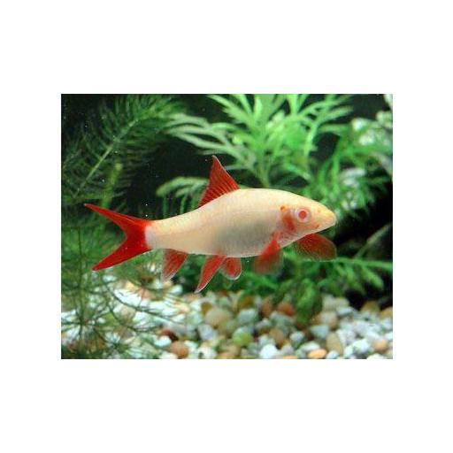 Labeo Frenatus Albino 3.5-4 cm [1]