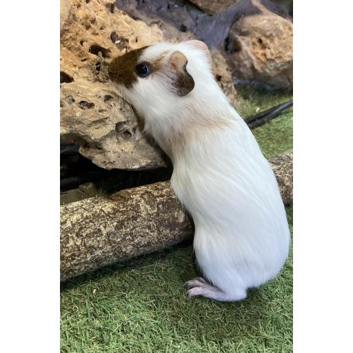 COBAYA MORRO MARRÓN MACHO [4]