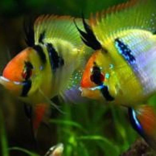 Ramirezi Balon 3,5-4cm [0]