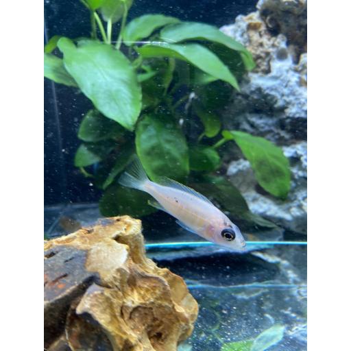 SCIAENOCHROMIS FRYERI SNOW WHITE 4-5CM