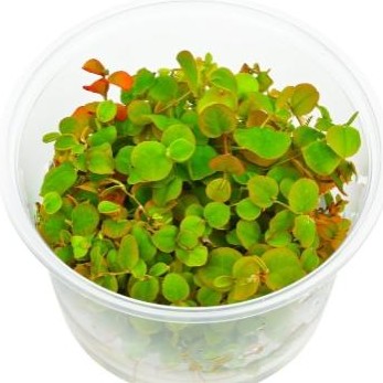 Phyllanthus fluitans  [0]