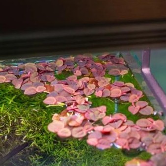 Phyllanthus fluitans  [1]