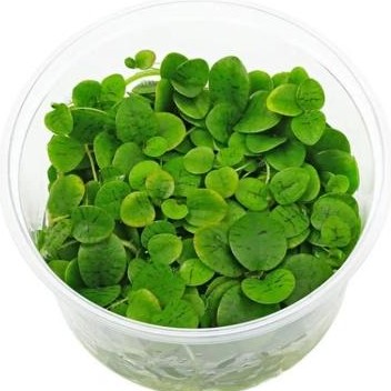 Limnobium laevigatum [0]