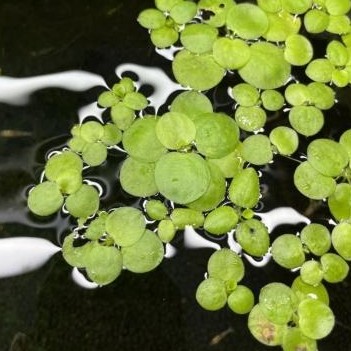 Limnobium laevigatum [1]