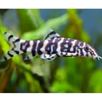 BOTIA HISTRIÓNICA 3-4cm [0]