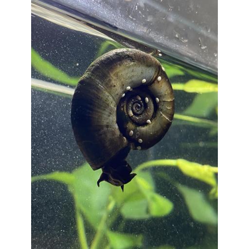 CARACOL PLANORBIS CORNEUS [2]