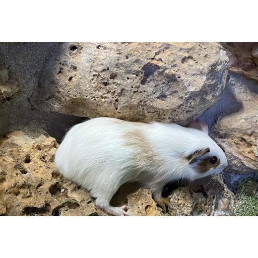 COBAYA OJO MARRÓN MACHO [4]