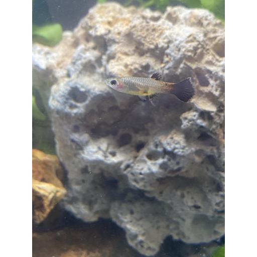 GUPPY PARAÍSO ROSA HEMBRA 2.5-3CM - POECILIA RETICULATA PINK PARADISE