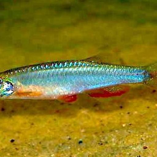 DANIO ALBOLINEATUS [0]