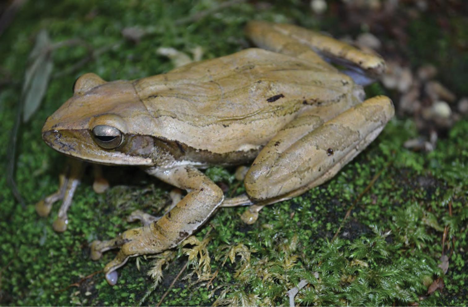 RANA POLYPEDATES LEUCOMYSTAX