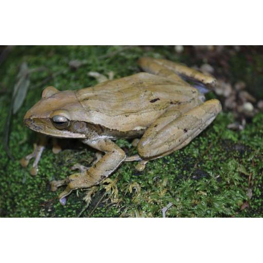 RANA POLYPEDATES LEUCOMYSTAX