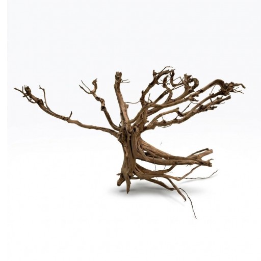  Raíz Decorativa Natural Satung wood 