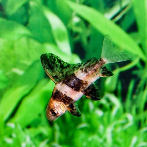 Myxocyprinus asiaticus 5-7cm- TIBURON CHINO.