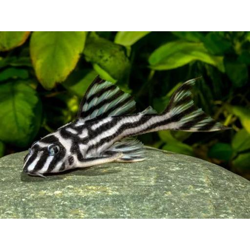 Hypancistrus zebra L046 3,5 -4cm