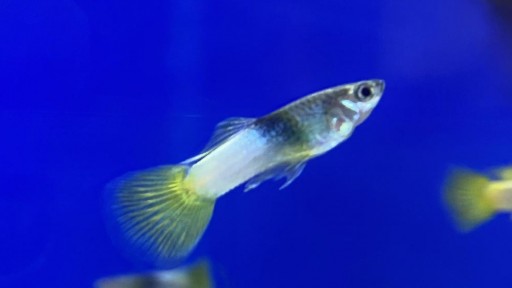 GUPPY MACHO AVISPA 2.5-3cm - POECILIA RETICULATUS [0]