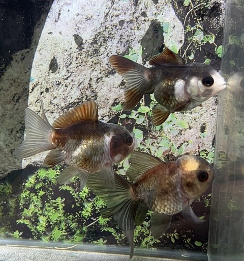 ORANDA PANDA 4,5-5CM [0]