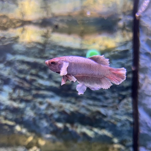 BETTA HEMBRA ELEFANTE [0]