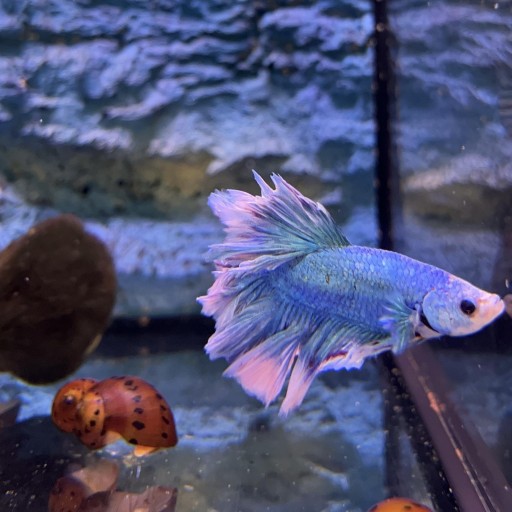 BETTA MEDIA LUNA MACHO