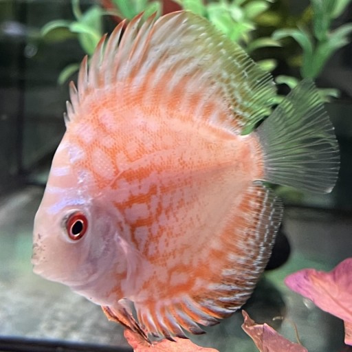 DISCO PIGEON CHECKBOARD 6-7cm