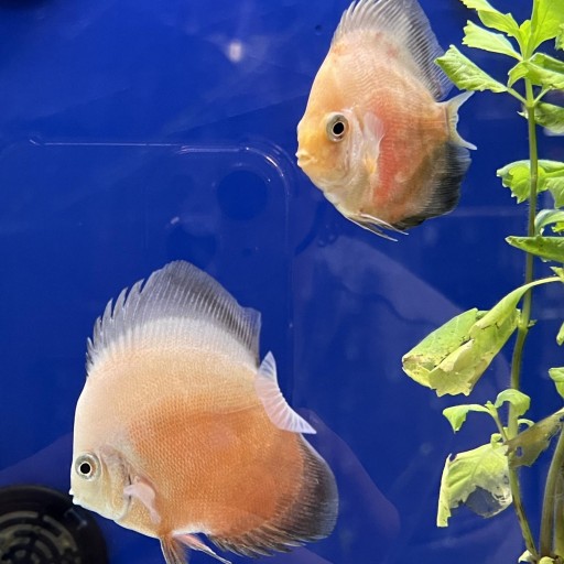 DISCO PEACKOCK 6-7cm [0]