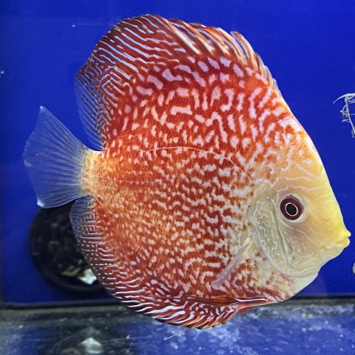 DISCO PIGEON SNAKE 10-12cm [0]