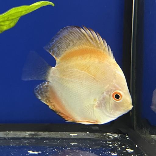 DISCO YELLOW SOLID 6-7cm