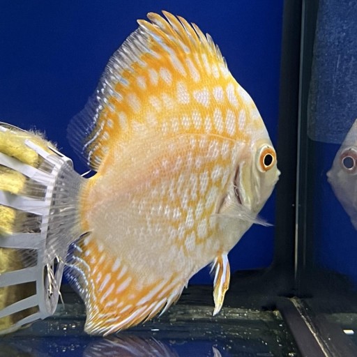 DISCO YELLOW CHECKBOARD 6-7cm [0]