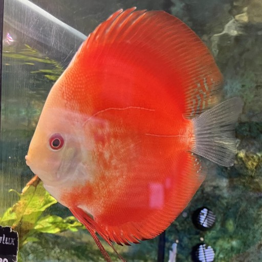 DISCO RED MELON 10-12cm [0]