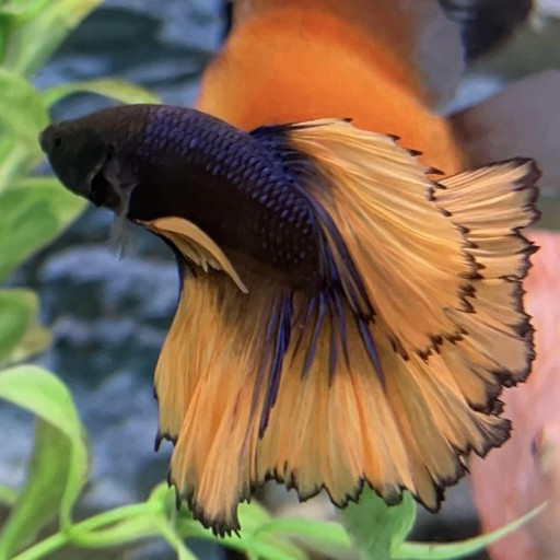 BETTA SPLENDENS BLUE MUSTARD [0]
