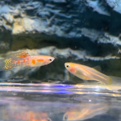 Guppy Endleri Ginga Rubra PAREJA 1,5-2,5cm [0]