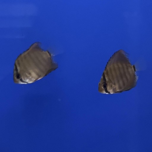 SYMPHYSODON AZUL TURQUESA 3cm [1]