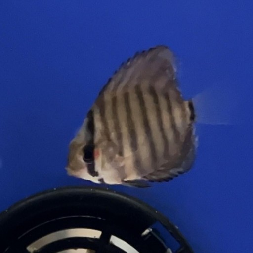 SYMPHYSODON AZUL TURQUESA 3cm [0]