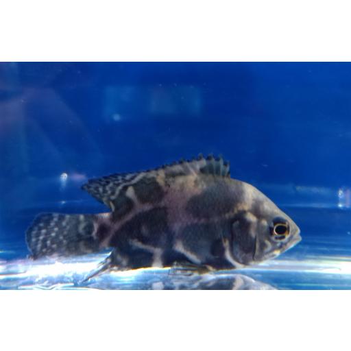 Astronotus ocelatus tiger 7-10CM- Pez Oscar TIGRE   [0]